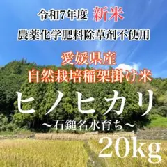 農薬化学肥料除草剤不使用　令和7年度米　愛媛県産ヒノヒカリ稲架掛け米 20kg 農薬化学肥料除草剤不使用 令和7年度米 愛媛県産ヒノヒカリ稲架掛け米
