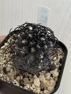 値下げ　グリセオビオラセア　接ぎ　黒棘　真ん丸 値下げ グリセオビオラセア 接ぎ 黒棘 真ん丸 値下げ グリセオ