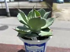 アガベ パリー トランカータ 実生 3苗セット 1 - メルカリ