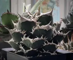 2026年最新】チタノタ 狼人の人気アイテム - メルカリ