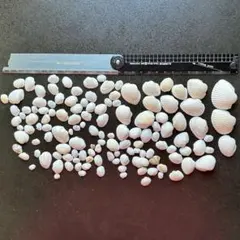天然貝殻 大量セット ハンドメイド素材