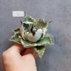 ナタデここな　ブルー実生➕BB錦 ナタデここな ブルー実生➕BB錦 2025年最新】アガベ bb錦の人気