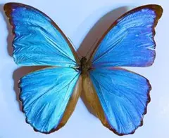 2026年最新】ディディウスモルフォの人気アイテム - メルカリ