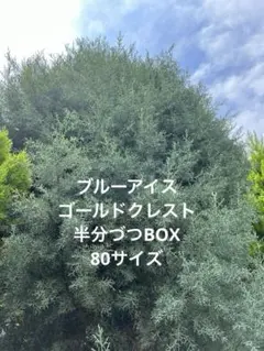 ゆかもん様 ブルーアイス、ゴールドクレスト半分づつBOX80サイズは➕オマケ付き