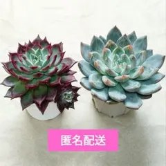 雪蜂他3点セット札付きポットごとメルカリ便優木園さん苗 2026年最新】優木園 雪蜂の人気アイテム - メルカリ