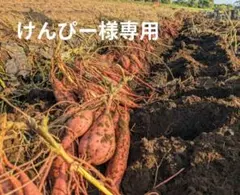 種子島産安納芋　けんぴー様専用
