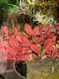 ななくさ様 リクエスト 2点 まとめ商品