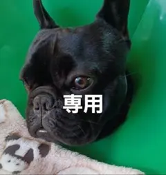 2026年最新】葛西純の人気アイテム - メルカリ