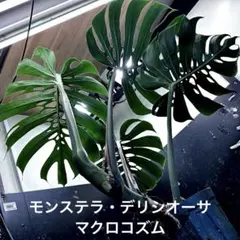 2026年最新】モンステラマクロコズムの人気アイテム - メルカリ