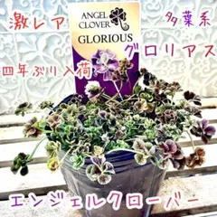 天使の羽 エンジェルクローバー 苗 MAGICAL 3.5号Pot マジカル - メルカリ