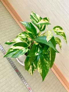 観葉植物 ポトス3種5本セット 発根済み トップカット - メルカリ