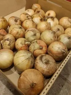 玉ねぎ 小玉（栃木県産）無農薬栽培のサムネイル