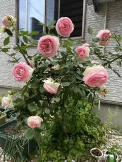 さとう様 リクエスト 2点 まとめ商品