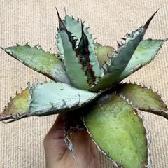 t*a様 【Lj_plants】R442 アガベ ライオンズメーン/ライオンズメのサムネイル