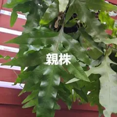 小倉＝ノルト＝オグラノ様 リクエスト 4点 まとめ商品