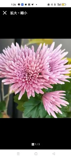 A レア 大輪マム（アンティークな雰囲気 切り花 花束 - メルカリ