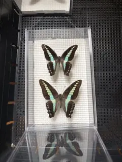蝶標本 アオスジアゲハ タイ - メルカリ
