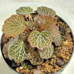 2026年最新】屋久島ユキノシタの人気アイテム - メルカリ