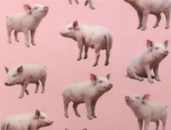 【ゆきちゃん限定】X2791-1 ブタ柄 ピンク コットン生地 1m