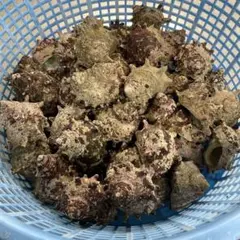 サザエの貝殻　50個