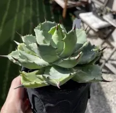 ゆいぴー様専用メルカリ便 アガベ イシスメンシス 雷帝 活着済【強鋸歯・ボール型