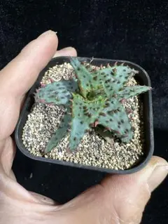 珍奇塊根植物ボスウェリア フレレアナ実生株 鉢ごと発レア品種12