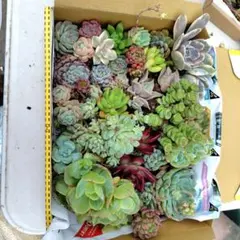 【1】多肉植物 カット苗 詰め合わせ