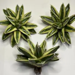 アガベ　輝山　特選美株　短葉　大株　笹の雪　黄覆輪斑　メルカリ便 アガベ 輝山 特選美株 短葉 大株 笹の雪 黄覆輪斑 メルカリ便