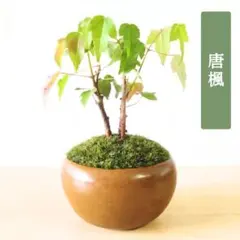 POTOCO 唐楓 カエデ 通天楓 観葉植物 陶器鉢 盆栽 小品盆栽 苔玉 POTOCO 唐楓 カエデ 通天楓 観葉植物 陶器鉢 盆栽 小品盆栽 苔玉