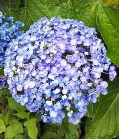 あじさい【フラウノブコ】枝5本アジサイ紫陽花 - メルカリ