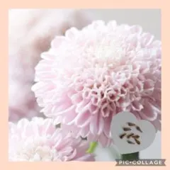30粒 　夏の切り花にも　翌年も咲く✦宿根アスターポンポンチェリー✦花の種