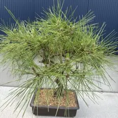 鉢植えのままでも楽しめて、盆栽仕立てにも向きます。」アカマツの苗木