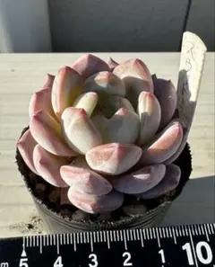 memeプロフ一読お願いします☆様 リクエスト 4点 まとめ商品