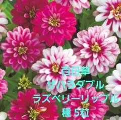 chiezou様 リクエスト 3点 まとめ商品