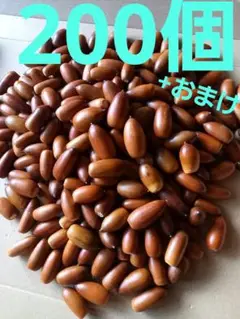どんぐり　マテバシイ　200個+おまけ