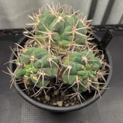 リンゼイ実生① エキノケレウス（検索）リンゼー 強刺 花サボテン