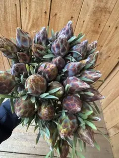 ✨20개 75 풀모삼 루카 스와그 네이티브 생화 절화