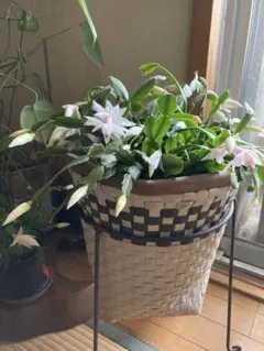 きょーちゃん様 リクエスト 2点 まとめ商品