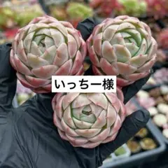 いっちー様　専用