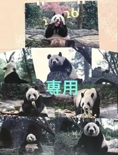 ✨Sさま✨リーリー シンシン シャンシャン
