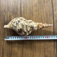 2025年最新】ほら貝の人気アイテム - メルカリ