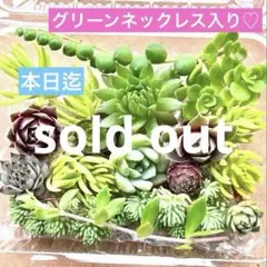 2026年最新】センペルビウムの人気アイテム - メルカリ