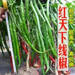 Dill様 リクエスト 3点 まとめ商品