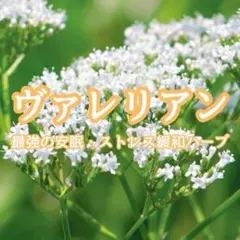 【ハーブの種】ヴァレリアン☆セイヨウカノコソウ 花の種子 約50粒！のサムネイル