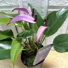 2026年最新】レアアンスリウムの人気アイテム - メルカリ