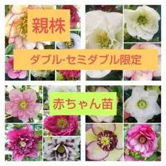 hulaplm様 リクエスト 2点 まとめ商品