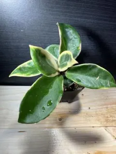 ブセファランドラ（斑入り株）Bucephalandra Pipto - メルカリ