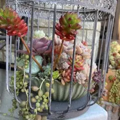 多肉植物 ♡そのまま飾れる寄せ植え♡箱庭風ブリキプランター♬.*゜