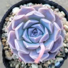 Y*☆様 多肉植物　リンゼアナ(おらいさん)×ヒアリナアウアルルコのサムネイル
