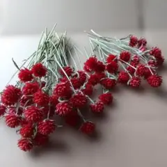 ドライフラワー ガーデニング